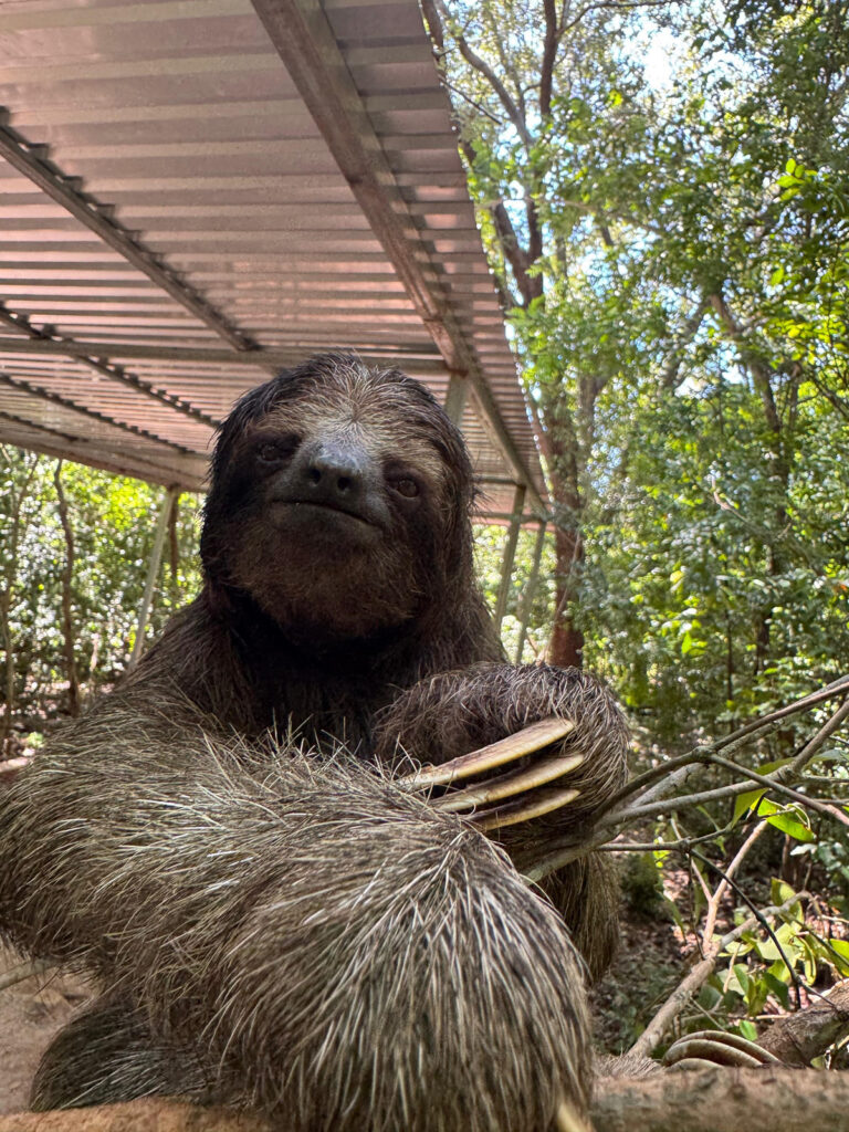 Roatán Private Sloths, Monkeys & West Bay Beach Day Pass — photo 2