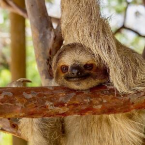 Sloth resting on a branch at Daniel Johnson’s Monkey and Sloth Hang Out