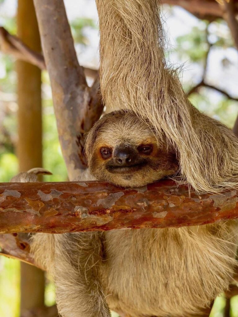 Sloth resting on a branch at Daniel Johnson’s Monkey and Sloth Hang Out
