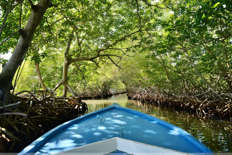 Roatán East End & Mangrove Tunnel Boat Tour with Turtle Rescue Visit