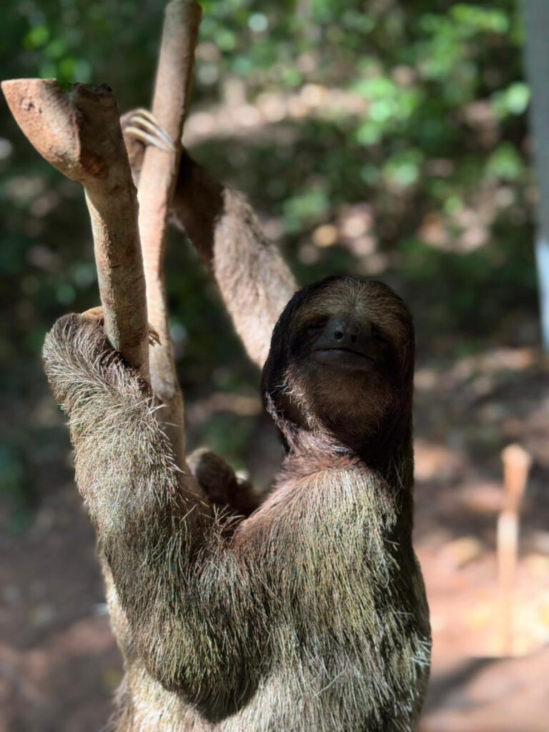 Roatán Sloth Sanctuary, City Tour, Chocolate & Rum Tasting — photo 3