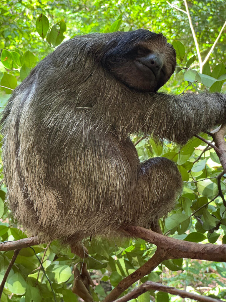 Roatán Zipline, Sloth Sanctuary, Chocolate & Rum + West Bay Beach Day Pass — photo 4