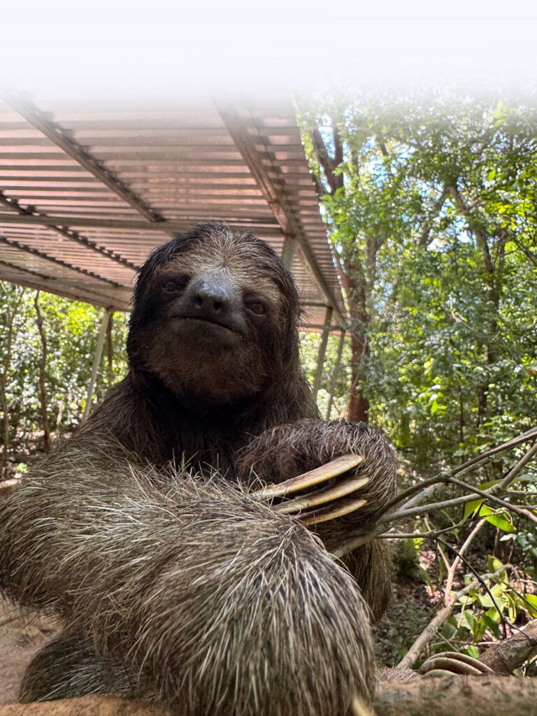 A sloth resting on a branch at the sanctuary